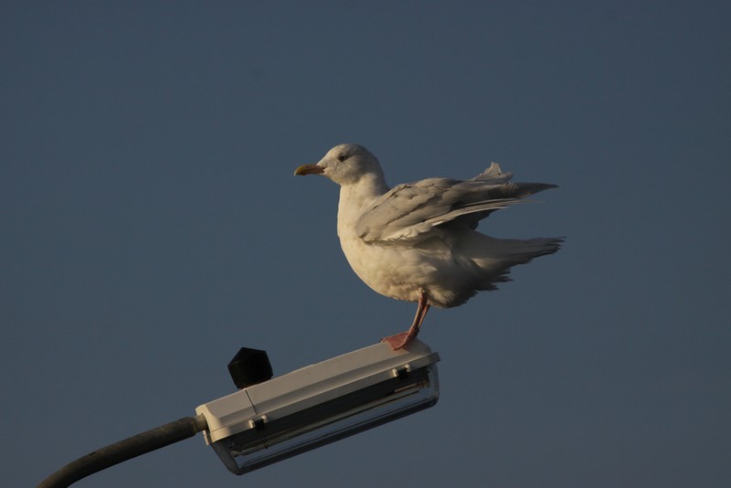Glaucous Gull