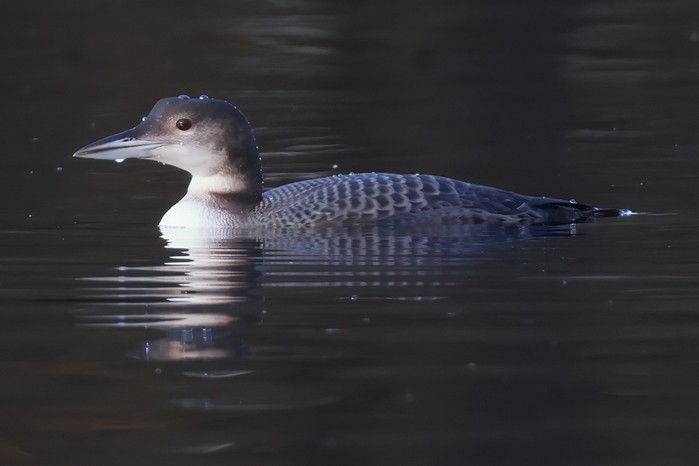 Great Northern Diver
