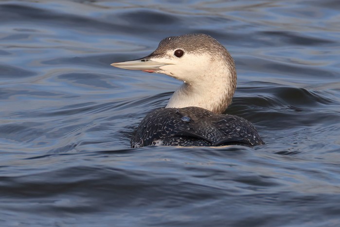 Red-throated Diver