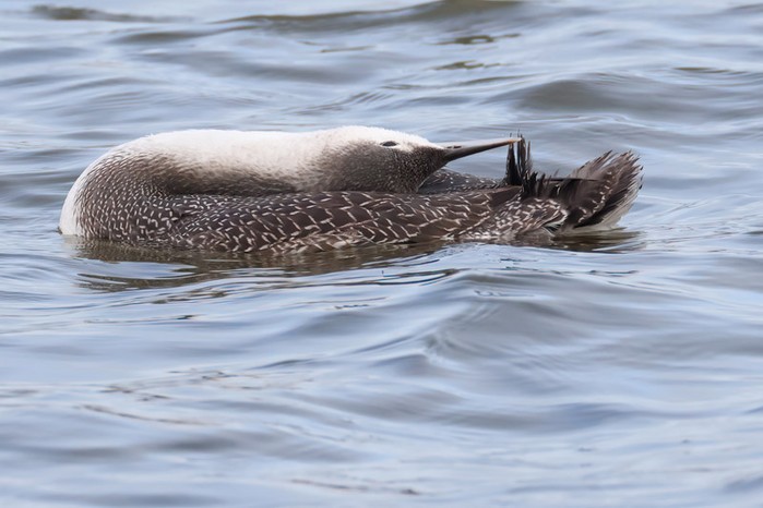 Red-throated Diver