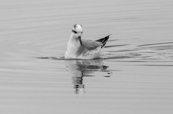 Grey Phalarope