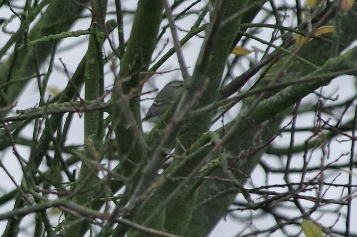 Hume's Warbler