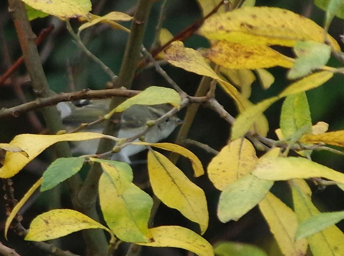 Hume's Warbler