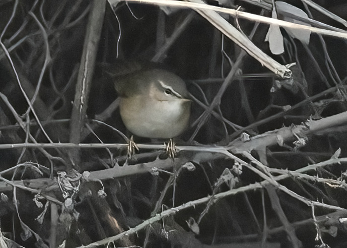 Dusky Warbler