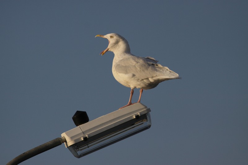 Glaucous Gull