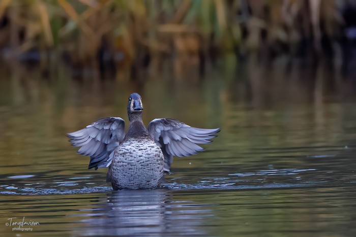 Ring-necked Duck