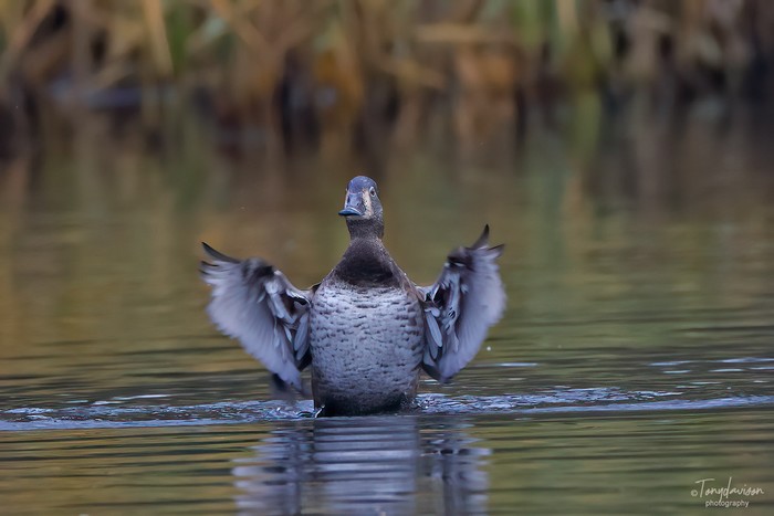 Ring-necked Duck