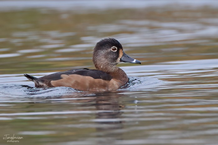 Ring-necked Duck