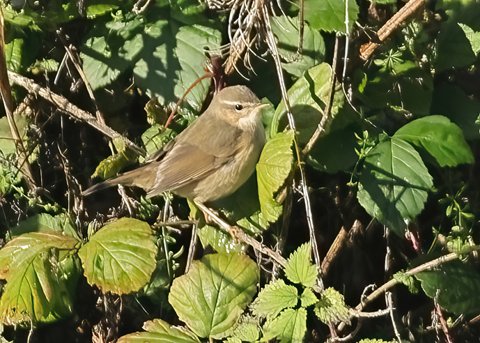 Dusky Warbler