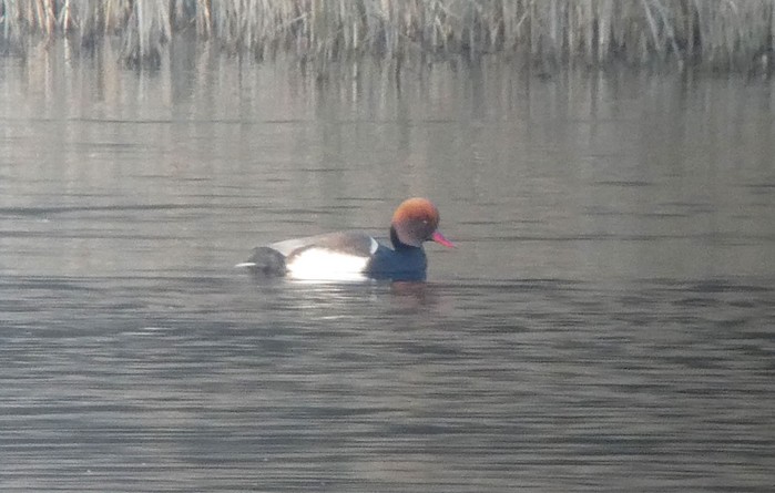 Red-crested Pochard
