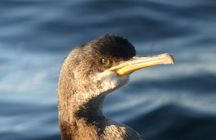 Shag