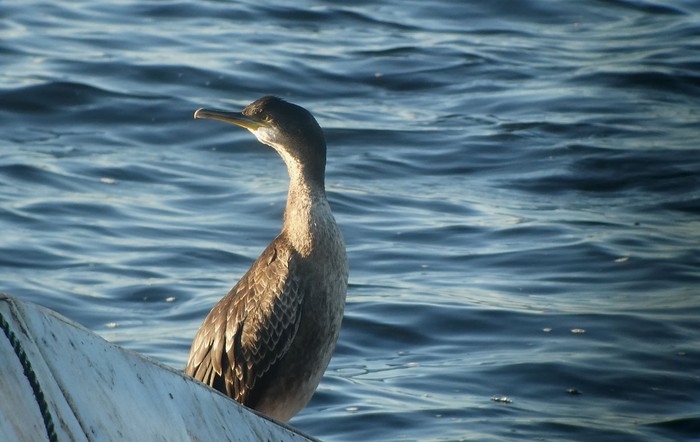 Shag