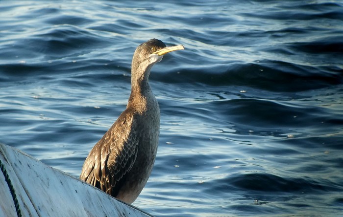 Shag