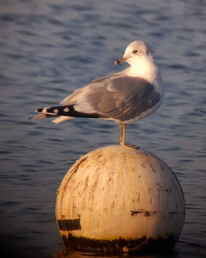 Common Gull
