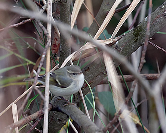 Hume's Warbler