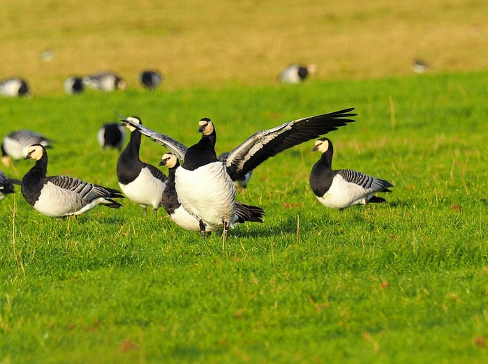 Barnacle Goose