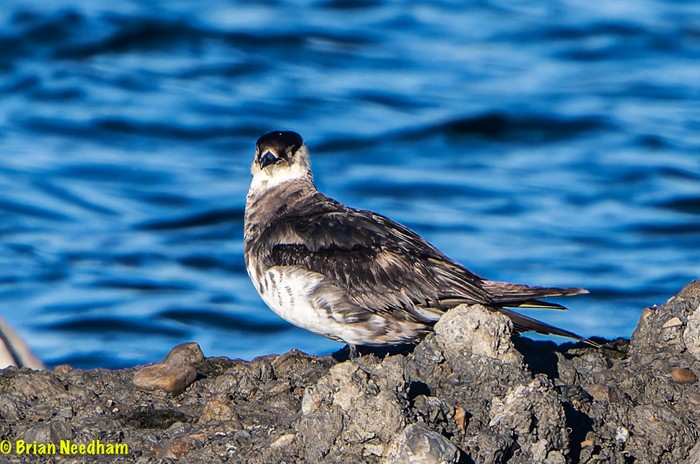 Arctic Skua