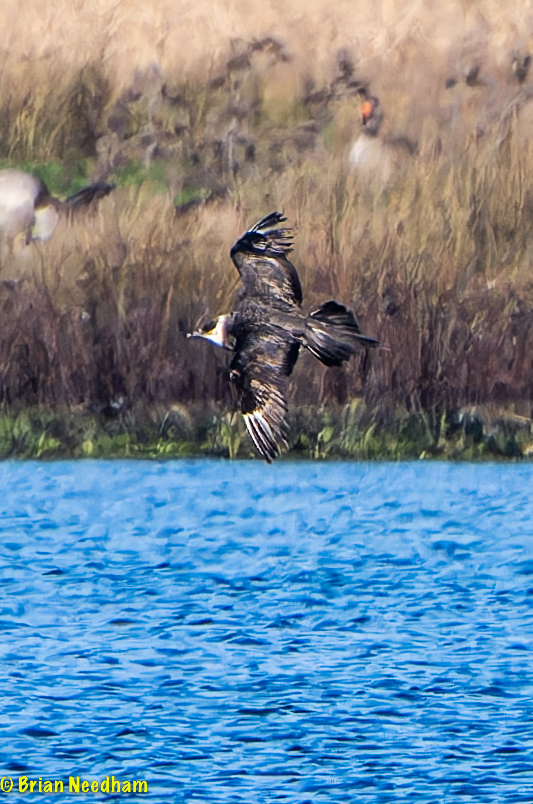 Arctic Skua
