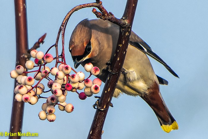 Waxwing
