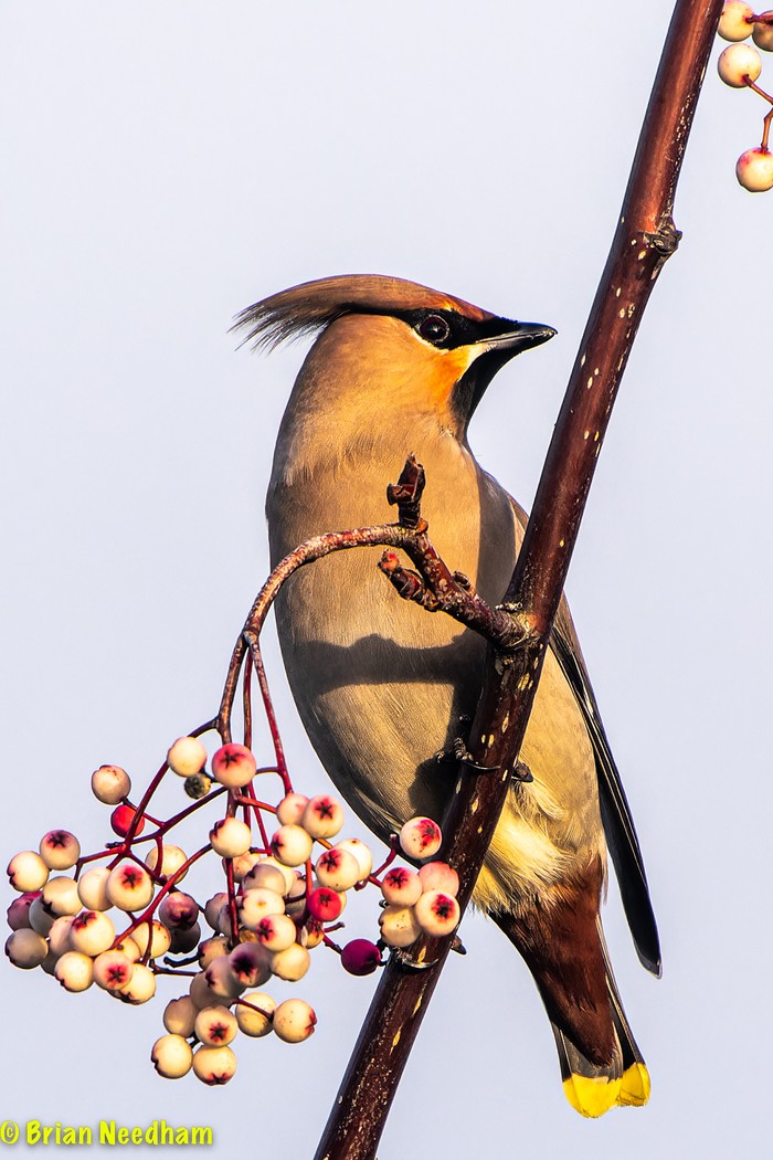 Waxwing