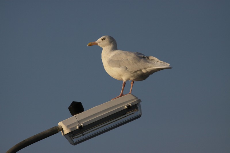 Glaucous Gull