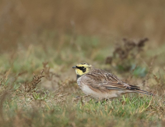 Shorelark