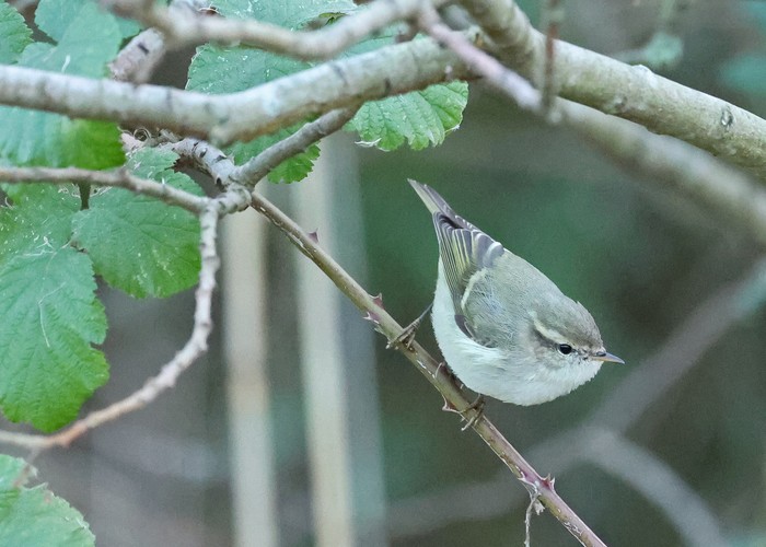 Hume's Warbler