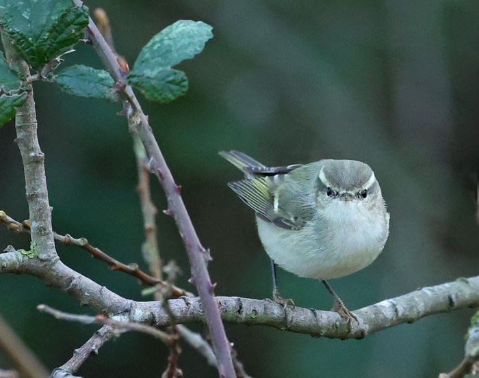 Hume's Warbler
