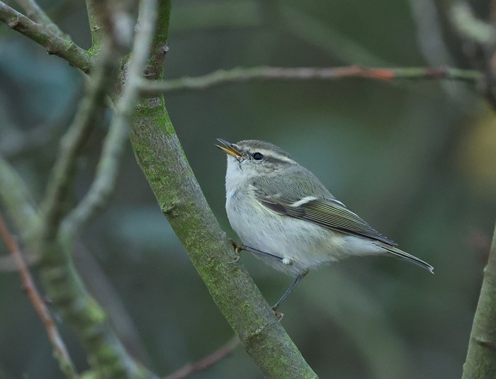 Hume's Warbler