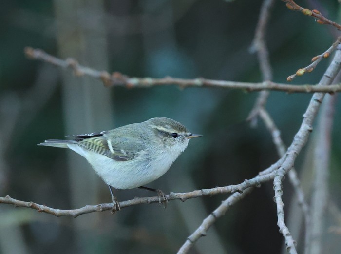 Hume's Warbler
