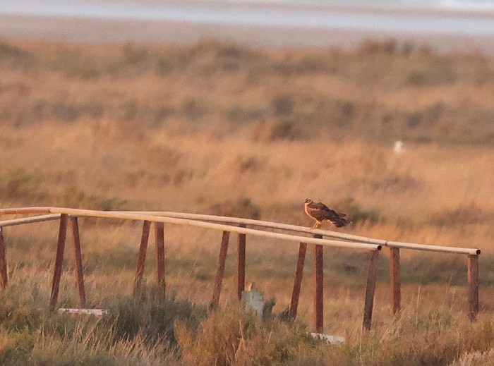 Pallid Harrier