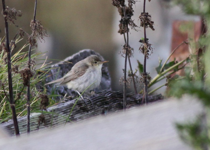 Melodious Warbler
