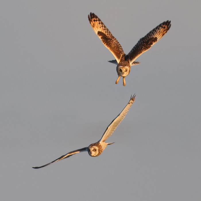 Short-eared Owl