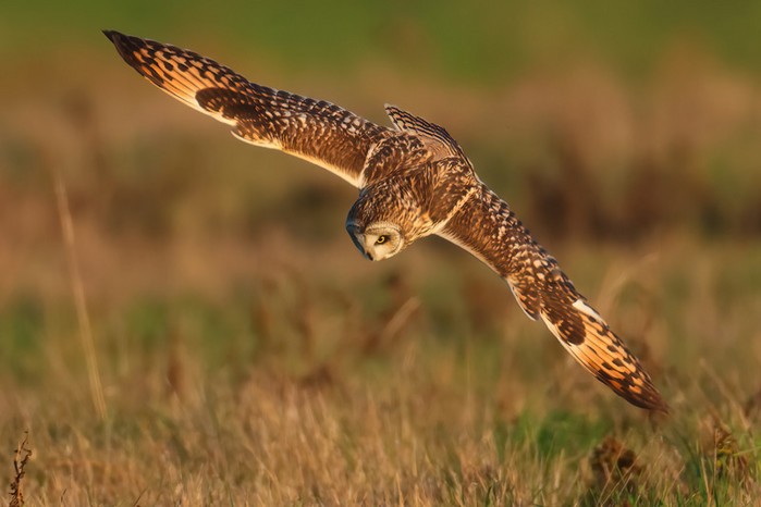 Short-eared Owl