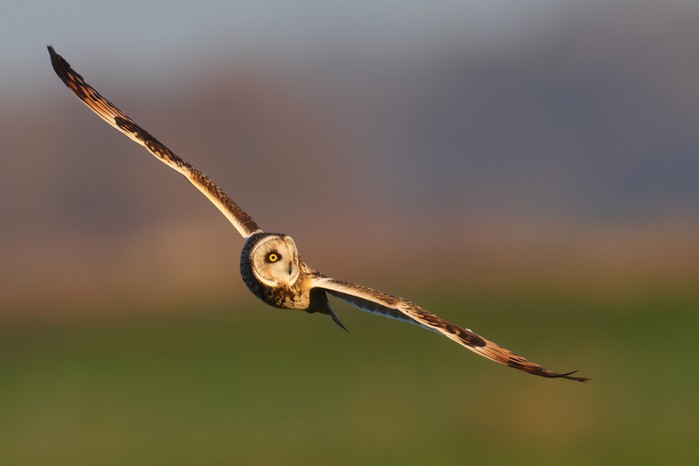 Short-eared Owl