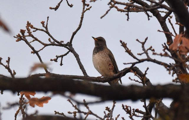 Black-throated Thrush