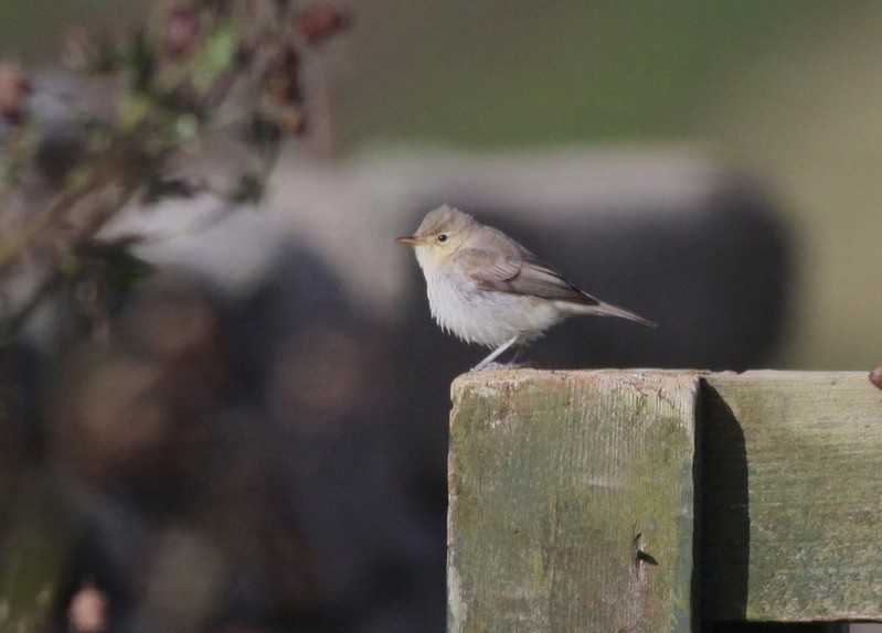 Melodious Warbler