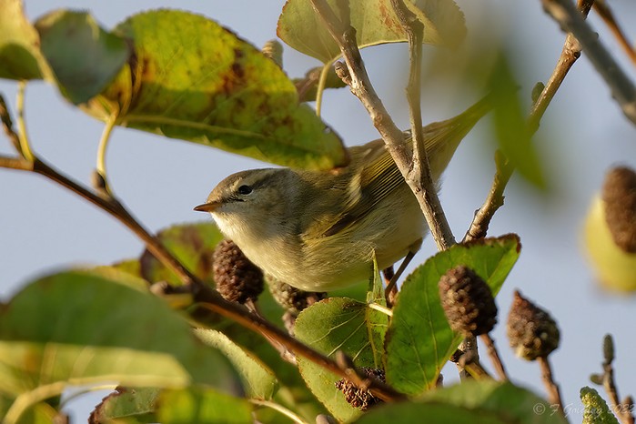 Hume's Warbler