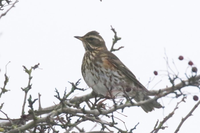 Redwing