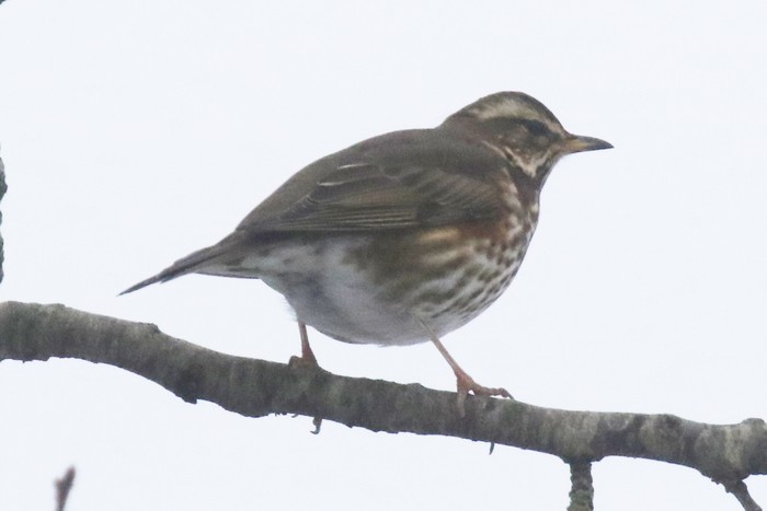 Redwing