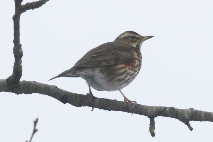 Redwing