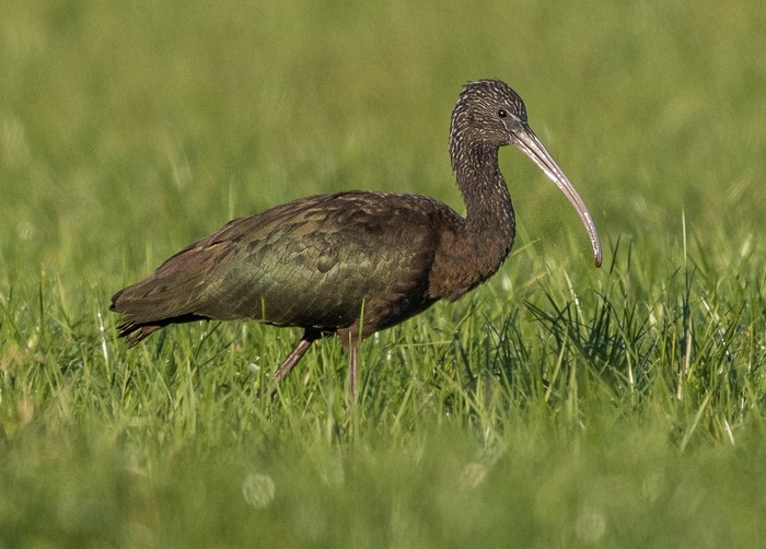 Glossy Ibis