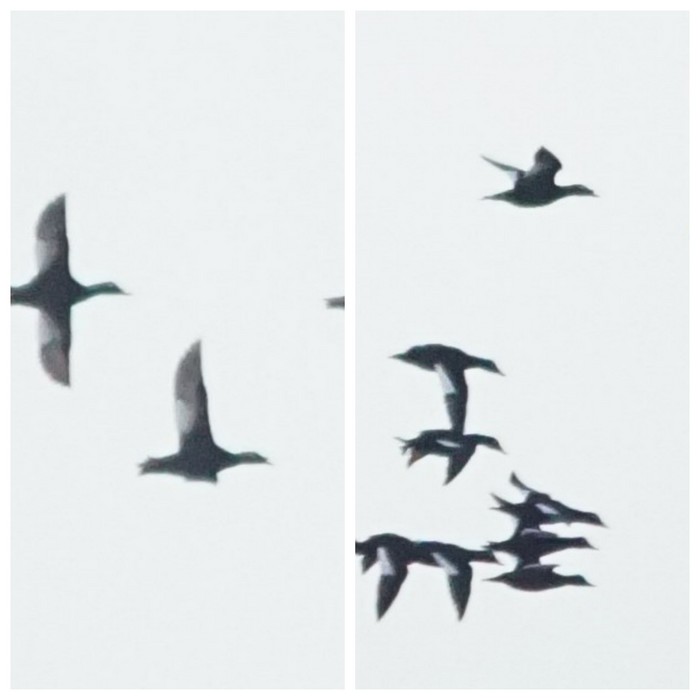 Stejneger's Scoter