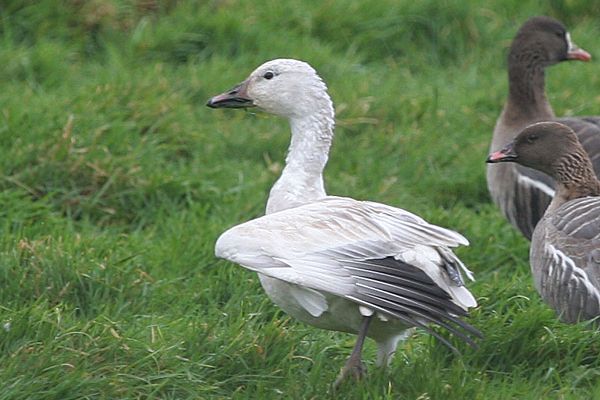 Snow Goose
