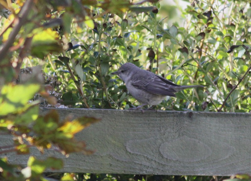 Barred Warbler