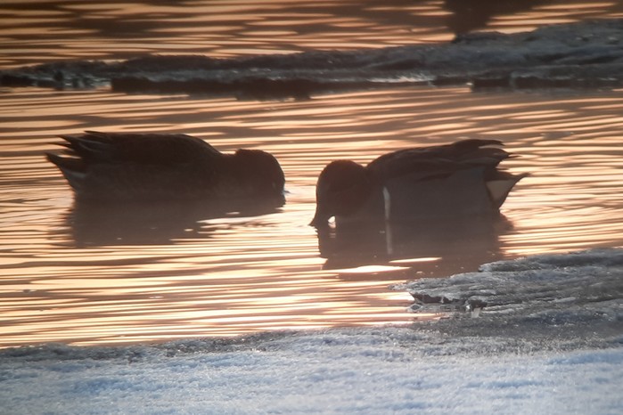 Green-winged Teal