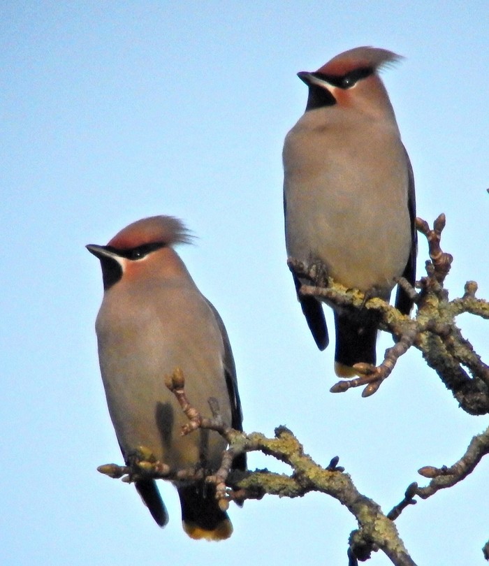 Waxwing