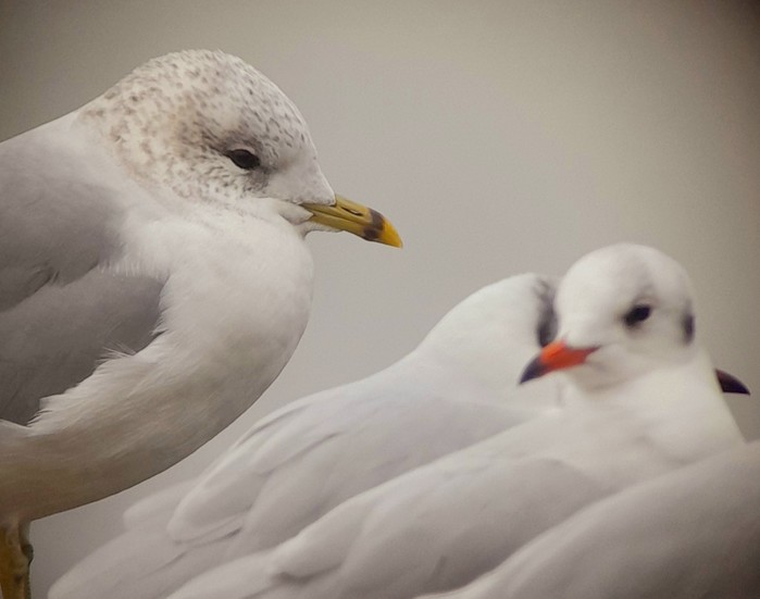 Common Gull
