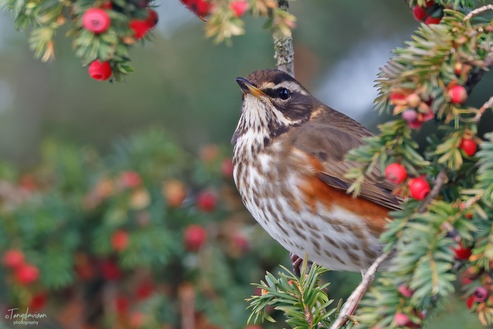 Redwing