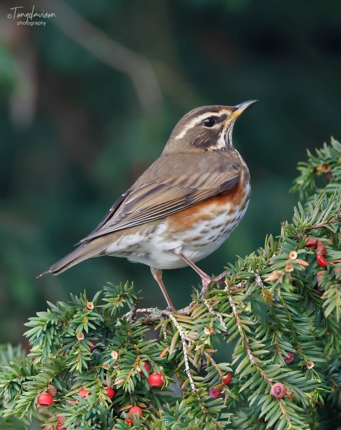 Redwing